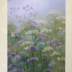 Verbena and Cow Parsley